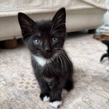 Domestic Short Hair Cats Available for Adoption in North Branford, Connecticut - 26-15 Sneezy | PetCurious