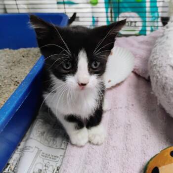 Paula -  Domestic Short Hair Cat for Adoption in Duncan, Oklahoma - Paula | PetCurious