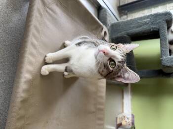 Domestic Short Hair Cats Available for Adoption in Toledo, Ohio - Asher  | PetCurious