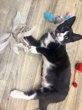 Serenity -  Domestic Short Hair Cat for Adoption in Tampa, Florida - Serenity | PetCurious