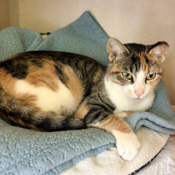 Spice -  Calico Cat for Adoption in Quincy, California - Spice | PetCurious