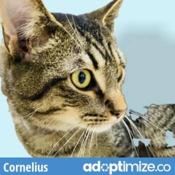 Domestic Short Hair Cats Available for Adoption in Riverwoods, Illinois - Cornelius | PetCurious