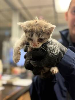 GREEN COLLAR -  Domestic Short Hair Cat for Adoption in Stockton, California - GREEN COLLAR | PetCurious