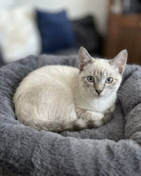 Ajax (Shakey) -  Siamese Cat for Adoption in Coachella, California - Ajax (Shakey) | PetCurious
