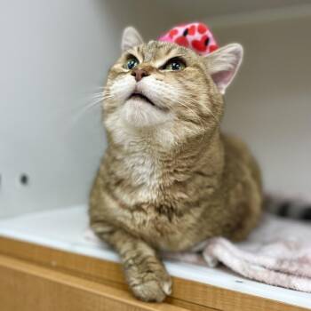 Princess -  Domestic Short Hair Cat for Adoption in Champaign, Illinois - Princess | PetCurious
