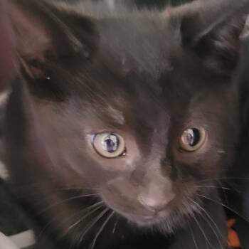 Louie -  Domestic Short Hair Cat for Adoption in Milan, Illinois - Louie | PetCurious