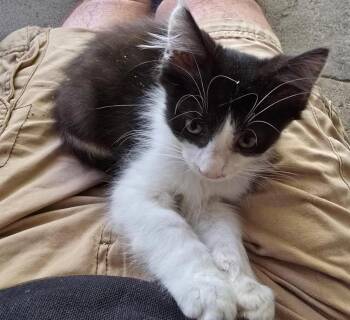 Thurston -  Domestic Short Hair Cat for Adoption in Seal Beach, California - Thurston | PetCurious