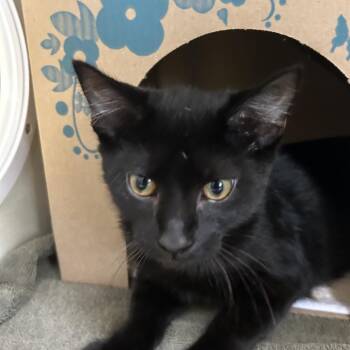 Catch -  Domestic Short Hair Cat for Adoption in West Olive, Michigan - Catch | PetCurious