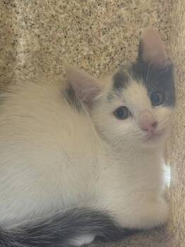 Raspberry -  Domestic Short Hair Cat for Adoption in Lafayette, Indiana - Raspberry | PetCurious