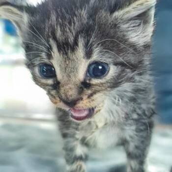 Carolina -  Domestic Short Hair Cat for Adoption in Chapel Hill, North Carolina - Carolina | PetCurious