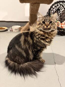 Mufasa -  Domestic Long Hair Cat for Adoption in St. Helens, Oregon - Mufasa | PetCurious
