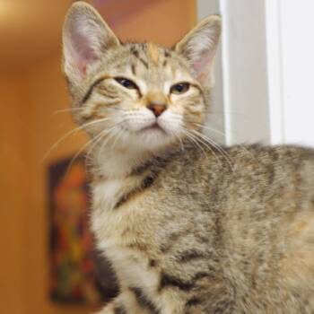 Rescue Tabby Cats for Adoption in Sautee Nacoochee, Georgia - Penny | PetCurious