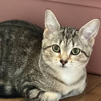 Dinah -  Domestic Short Hair Cat for Adoption in New Berlin, Wisconsin - Dinah | PetCurious