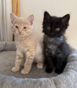 Chuck Norris -  Domestic Short Hair and Tabby Cat for Adoption in San Jose, California - Chuck Norris | PetCurious