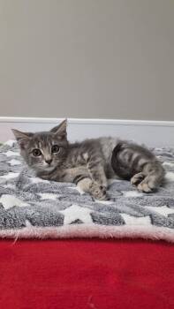 Coco Puffs -  Domestic Short Hair Cat for Adoption in Shepherdsville, Kentucky - Coco Puffs | PetCurious
