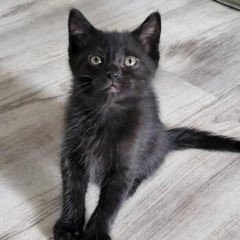 Rescue Domestic Short Hair Cats for Adoption in Bloomington, Minnesota - Oaklen | PetCurious