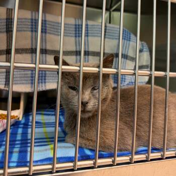 Kassi -  Domestic Short Hair Cat for Adoption in Newark, New Jersey - Kassi | PetCurious