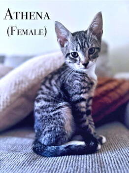 Rescue Tabby Cats for Adoption in Rutherfordton, North Carolina - Athena | PetCurious