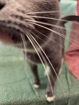 Bluey -  Domestic Short Hair Cat for Adoption in Omaha, Nebraska - Bluey | PetCurious