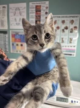Polara -  Domestic Short Hair Cat for Adoption in Sherwood, Oregon - Polara | PetCurious