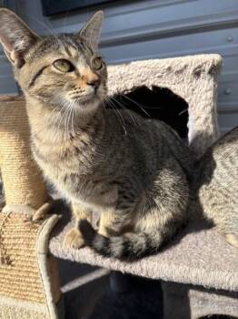 Tabby -  Domestic Short Hair and Tabby Cat for Adoption in Crescent City, Florida - Tabby | PetCurious