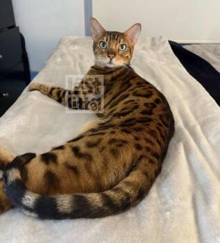 Bengal Cats Available for Adoption in Clarksburg, Ontario - Alistair And Oliver | PetCurious