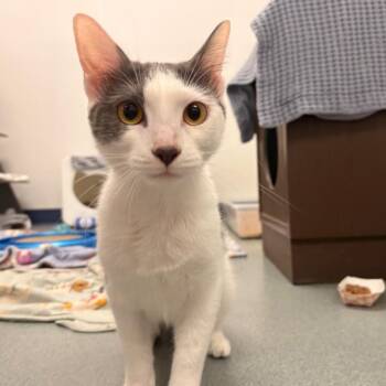 Burger -  Domestic Short Hair Cat for Adoption in West Palm Beach, Florida - Burger | PetCurious