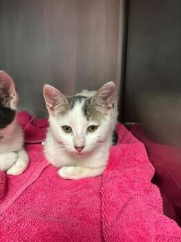 LOGAN* -  Domestic Short Hair Cat for Adoption in Santa Cruz, California - LOGAN* | PetCurious