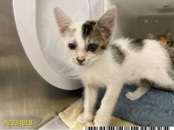 TACO -  Domestic Short Hair Cat for Adoption in West Palm Beach, Florida - TACO | PetCurious