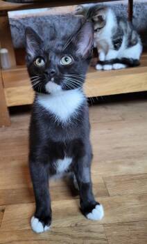 Rescue Domestic Short Hair Cats for Adoption in East Greenville, Pennsylvania - Carson | PetCurious