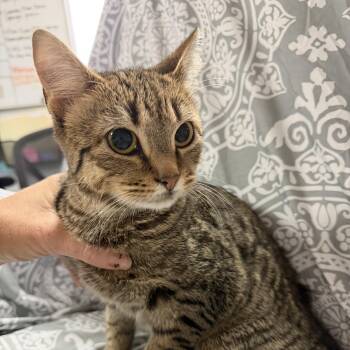 Sonny -  Tabby Cat for Adoption in Columbia, South Carolina - Sonny | PetCurious