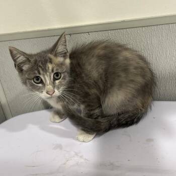 Ada -  Domestic Short Hair Cat for Adoption in Tampa, Florida - Ada | PetCurious