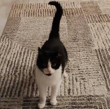 Cody COURTESY POST -  Domestic Short Hair Cat for Adoption in Sacramento, California - Cody COURTESY POST | PetCurious