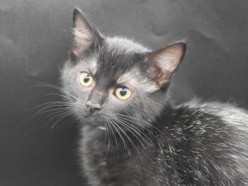 Tofu -  Domestic Short Hair Cat for Adoption in Portland, Oregon - Tofu | PetCurious