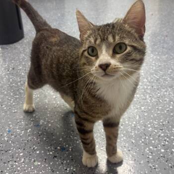John -  Domestic Short Hair Cat for Adoption in Marshalltown, Iowa - John | PetCurious