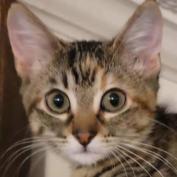 Rescue Domestic Short Hair Cats for Adoption in Warrensburg, Missouri - Rainier | PetCurious