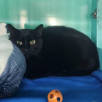 Cullen -  Domestic Short Hair Cat for Adoption in Pullman, Washington - Cullen | PetCurious