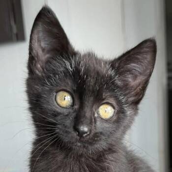 Mickey -  Domestic Short Hair Cat for Adoption in Eugene, Oregon - Mickey | PetCurious
