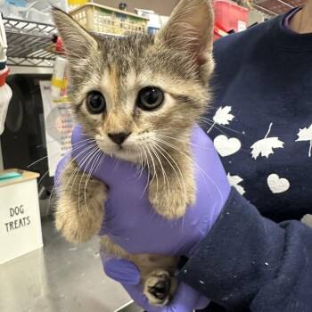 Domestic Short Hair Cats Available for Adoption in League City, Texas - Patch | PetCurious