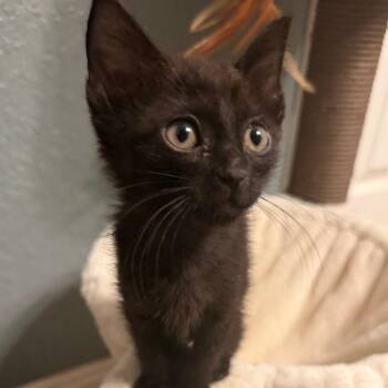 Three Ring Circus -  Domestic Short Hair Cat for Adoption in Boerne, Texas - Three Ring Circus | PetCurious