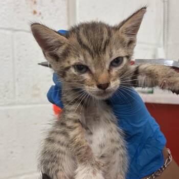 Luisa -  Domestic Short Hair Cat for Adoption in Edinburg, Texas - Luisa | PetCurious