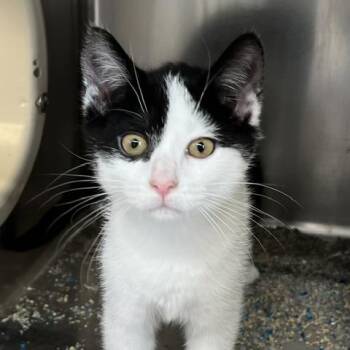 Versace (magenta collar) -  Domestic Short Hair Cat for Adoption in Baltimore, Maryland - Versace (magenta Collar) | PetCurious