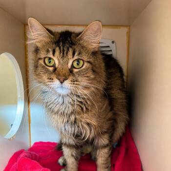 Heidi -  Domestic Long Hair Cat for Adoption in South Elgin, Illinois - Heidi | PetCurious