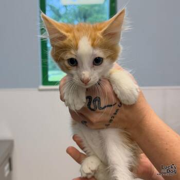 Baby Osiris -  Domestic Short Hair Cat for Adoption in Washington, District Of Columbia - Baby Osiris | PetCurious