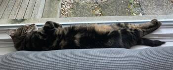 Comet -  Tabby and Domestic Short Hair Cat for Adoption in Cincinnati, Ohio - Comet | PetCurious