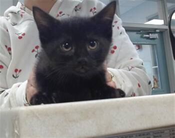 Domestic Medium Hair Cats Available for Adoption in Oklahoma City, Oklahoma - A473599 | PetCurious