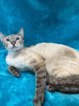 Domestic Short Hair Cats Available for Adoption in Denham Springs, Louisiana - Bella Grace | PetCurious