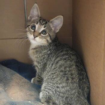 Gravy -  Domestic Short Hair Cat for Adoption in Salt Lake City, Utah - Gravy | PetCurious