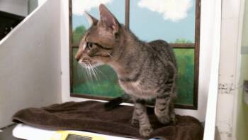 JAMES -  Domestic Short Hair Cat for Adoption in Houston, Texas - JAMES | PetCurious