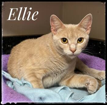 Rescue Domestic Short Hair Cats for Adoption in El Cajon, California - Ellie | PetCurious